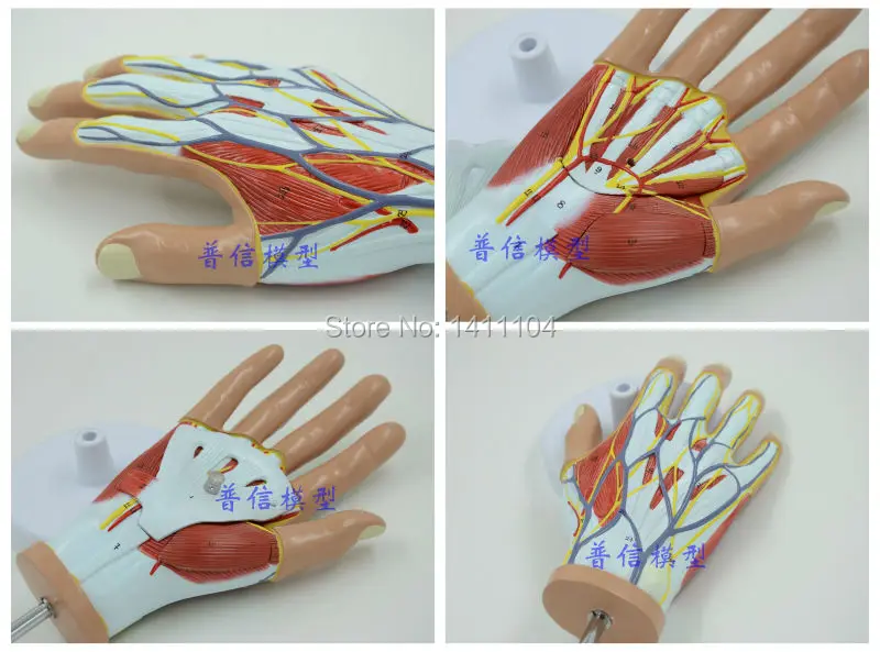 Бесплатная доставка и ручная мышечная модель анатомическая тендона ладони Shoumo.