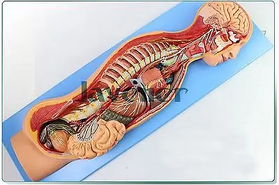 Медицинская модель анатомической симпатической нервной системы | Канцтовары для