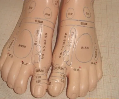 20Cm Foot Reflex Zone Massage Model Not Acupuncture Japanese Language Characters Tcm Feet Reflexology 1 Pair |