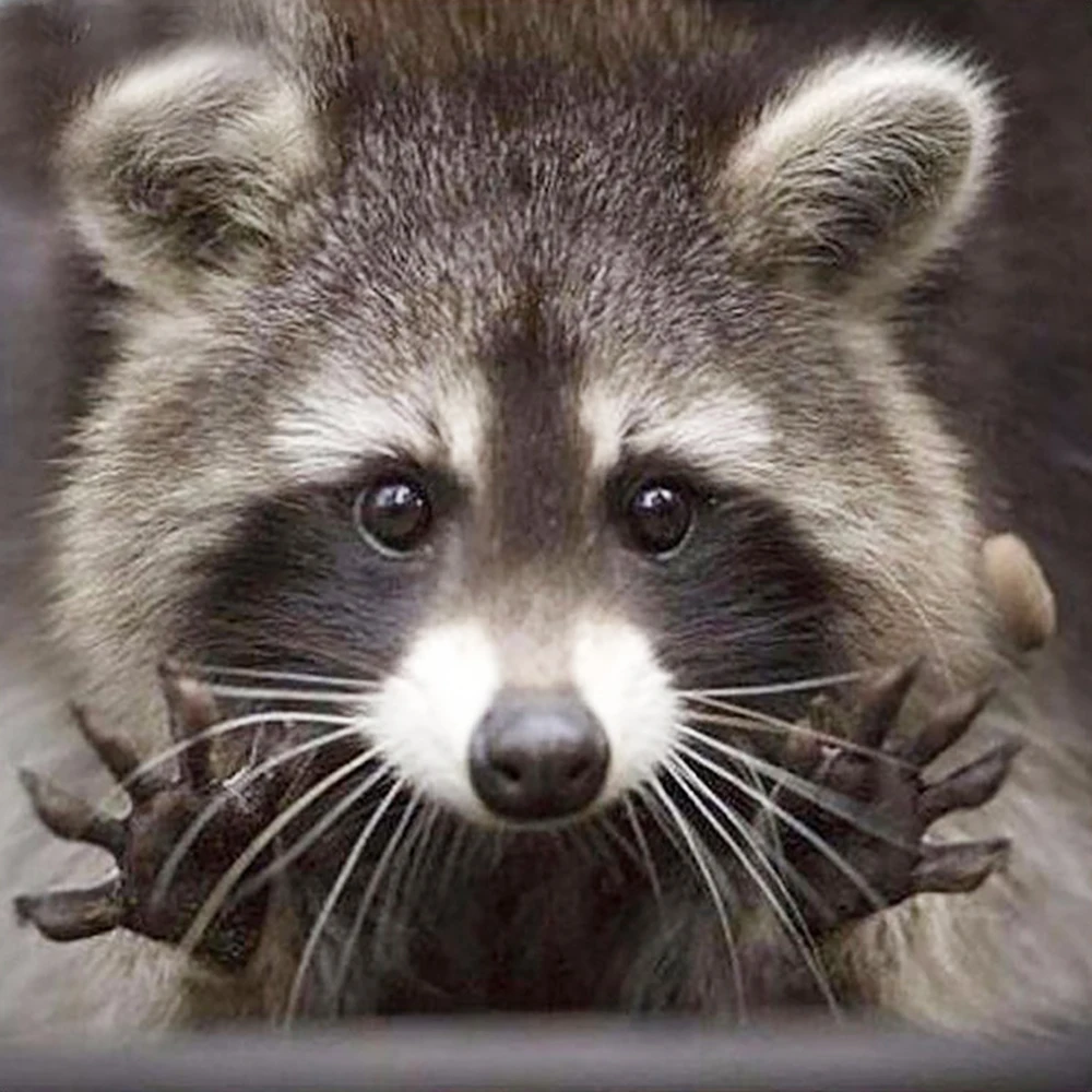 Алмазная живопись Серый Крыс Full Drill Мозаика DIY Крестиком Вышивка Домашний Декоративный Ремесло.