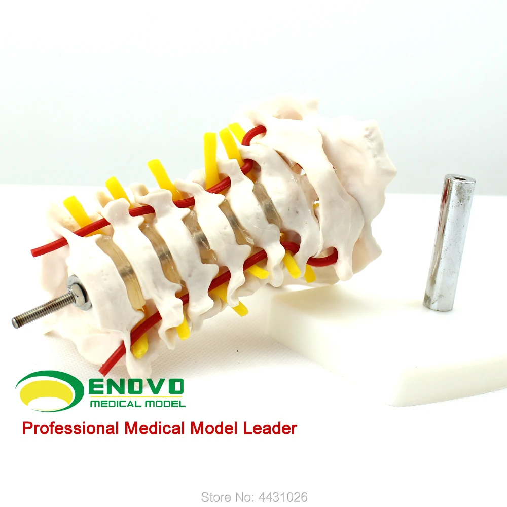 

ENOVO Model of human bone specimen model of cervical vertebra model