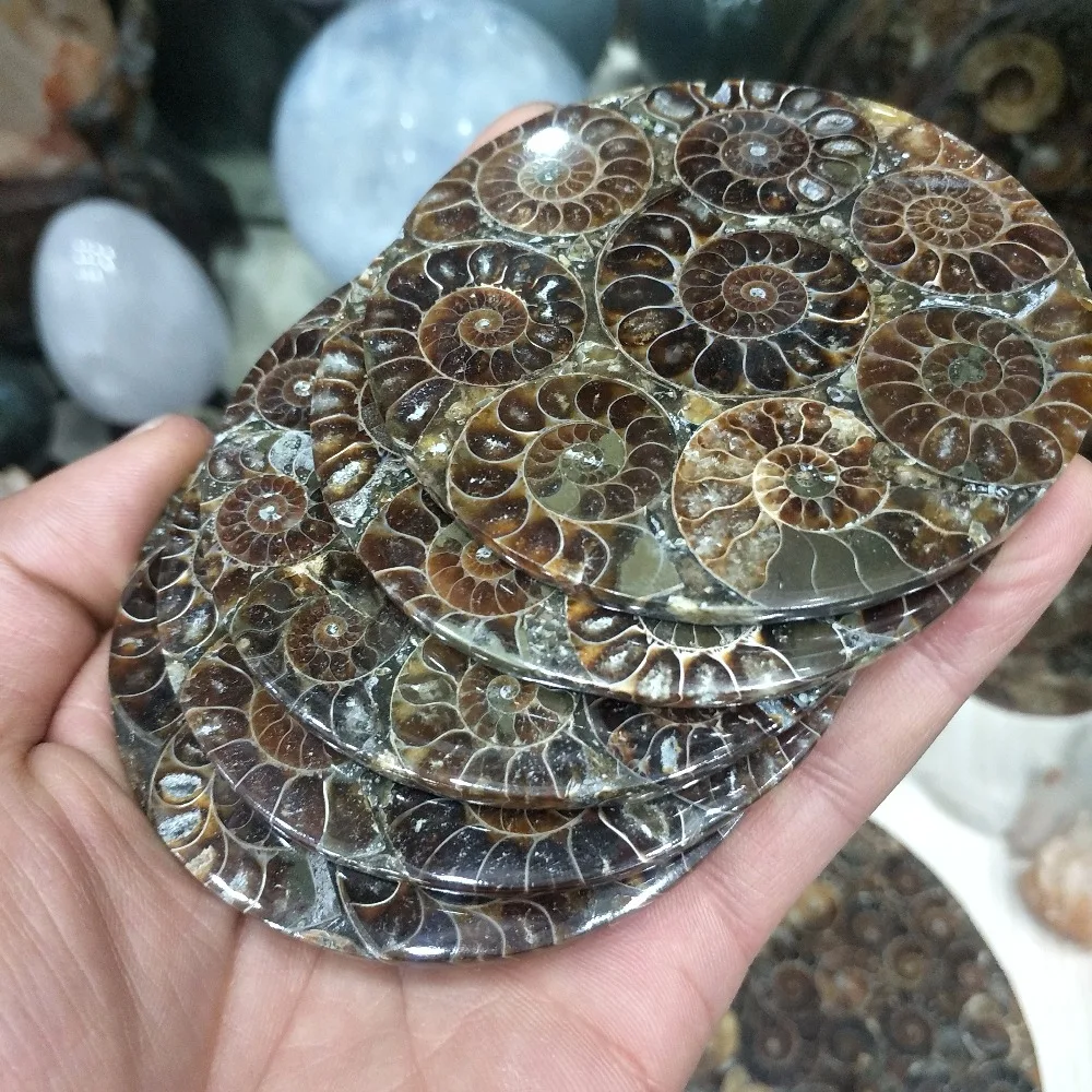 1 шт. аммонит Fossil Slice Plate Natura Shell a compassl Мадагаскар FOSSIL с лечебным действием, образцы модное свадебное украшение