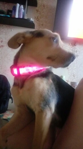 

N02 USB Rechargeable 2.5cm Width LED Camouflage Pet Dog Collar Nylon Night Safety LED Flashing Puppy Dog Cat Necklace Collar