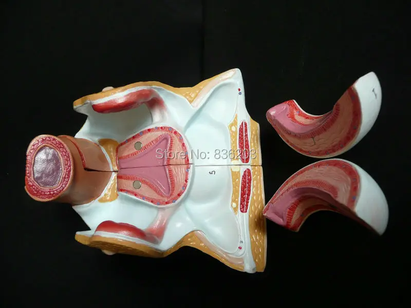 2 части Женская Тазовая секция анатомическая модель сердце мозга миксер в