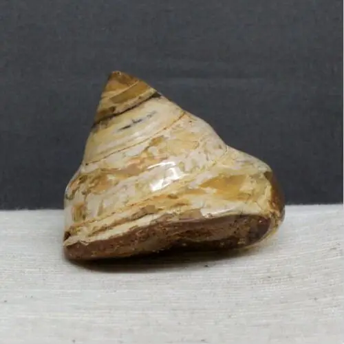 50 г 1,9" удивительные аммонитовые оболочки рейки Fossil