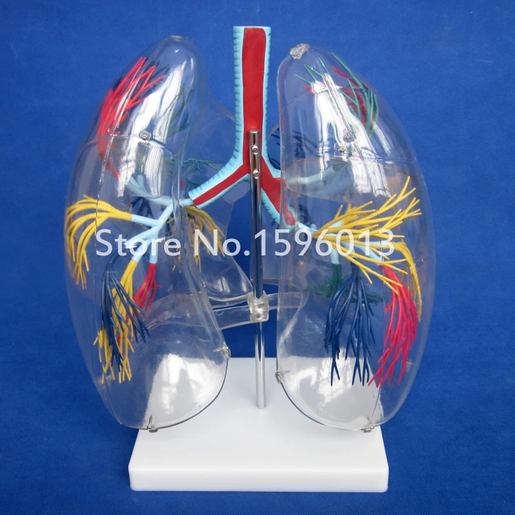 Прозрачная модель сегмента легких медицинская анатомия обучение легким|model