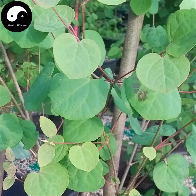 Купить Katsuratree дерево Semente 30 шт. завод Cercidiphyllum Japonicum для Lian Сян Шу
