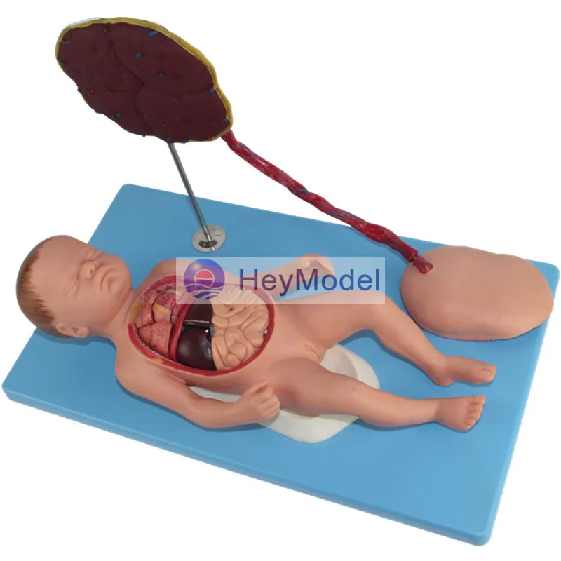 

HeyModel Placenta umbilical cord and fetal visceral model born baby model