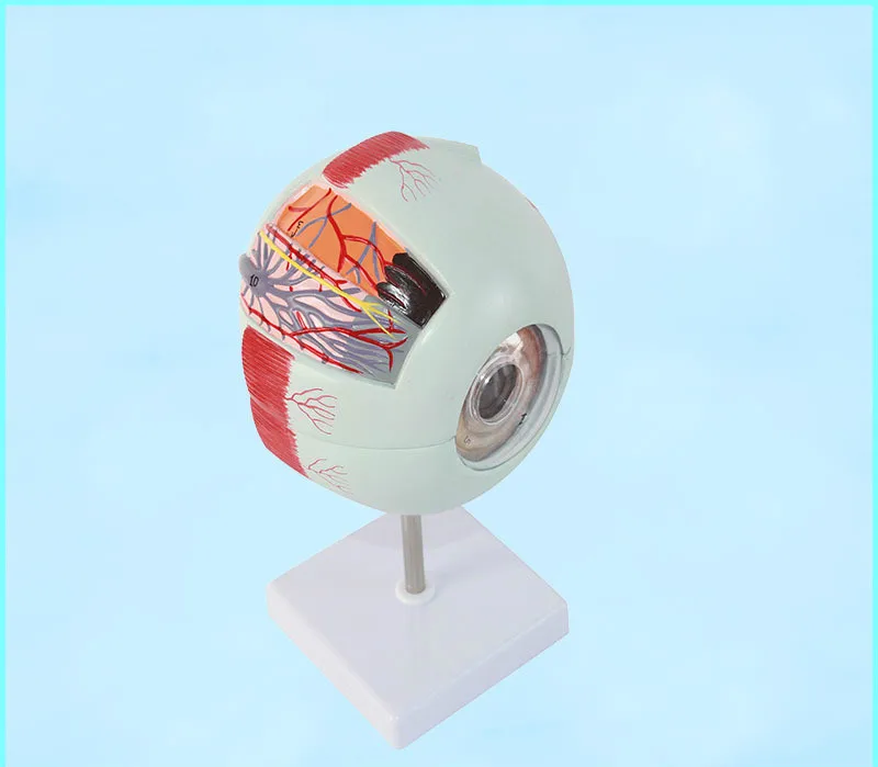 Увеличьте 6х жизненную пластиковую модель человеческого глаза Анатомия в