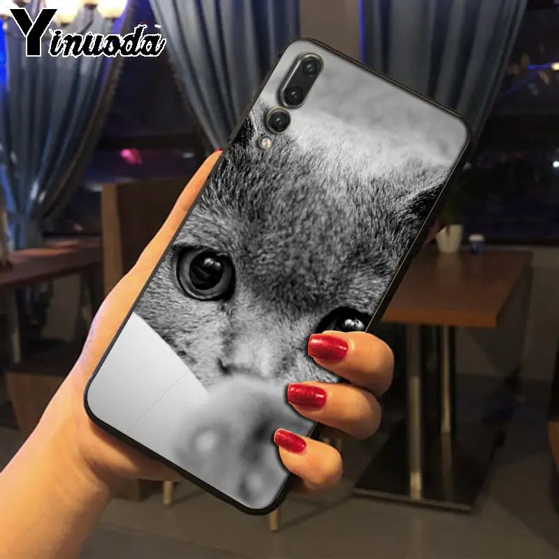 Yinuoda Британский короткошерстный чехол для телефона с кошкой Huawei P20pro mate10lite p9 p10plus