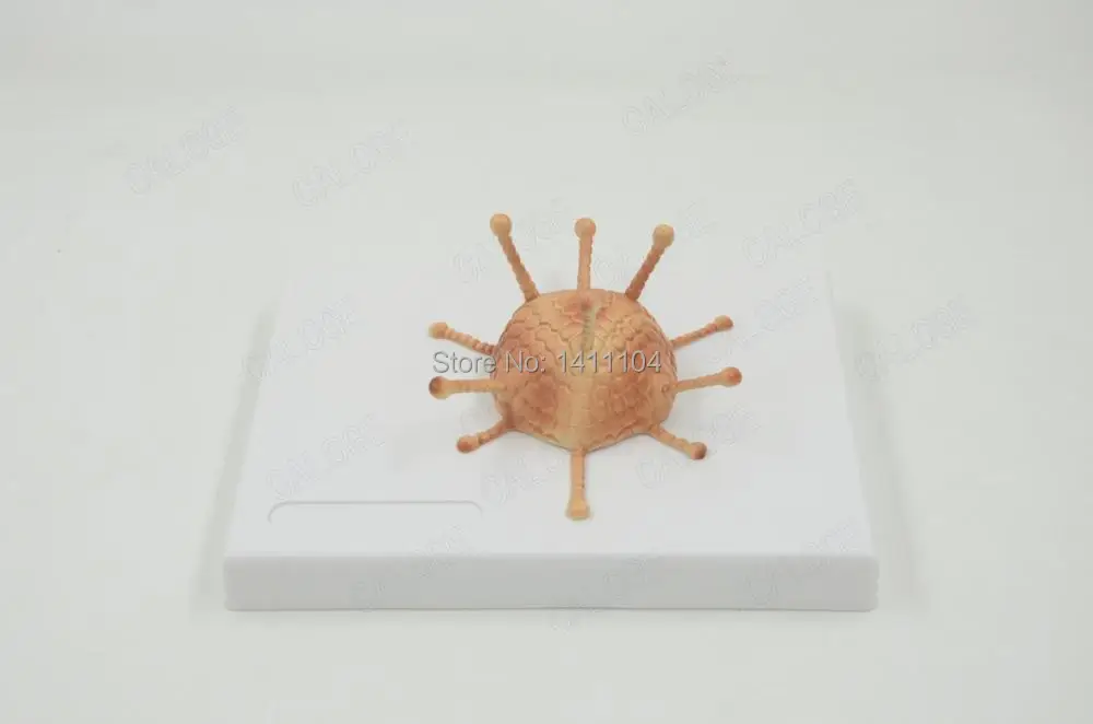 Бесплатная доставка микробиология модель baculovirus adenovirus phage ВИЧ медицинские
