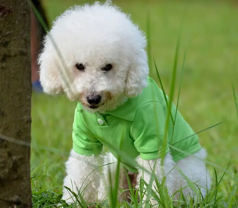 Светодиодсветильник лка F18 для домашних животных летняя одежда собак Одинаковая