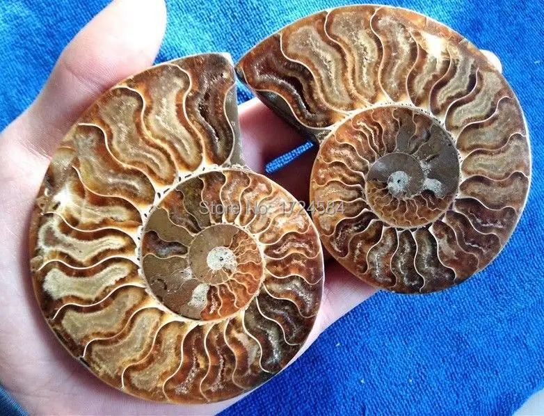 Suysyshu15 + 241 г 1 пара разделенные ископаемые образцы раковины из аммонита Исцеление
