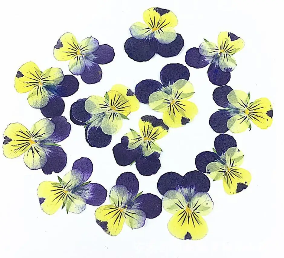 120 шт. прессованный высушенный скрипок триколор Л. Наполнитель для цветов Pansy из