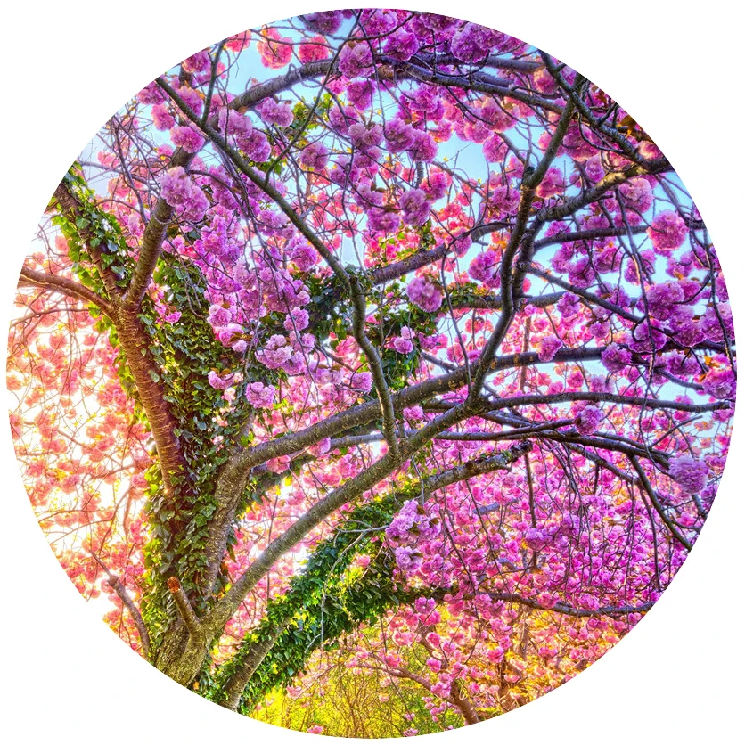 Пользовательские настенная Бумага cherry blossom дерево 3D цветочные стены для