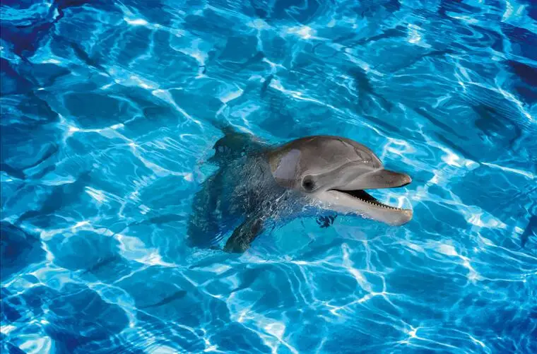 Бесплатная доставка 3D Наклейка на стену заказ улыбка Дофин напольное покрытие