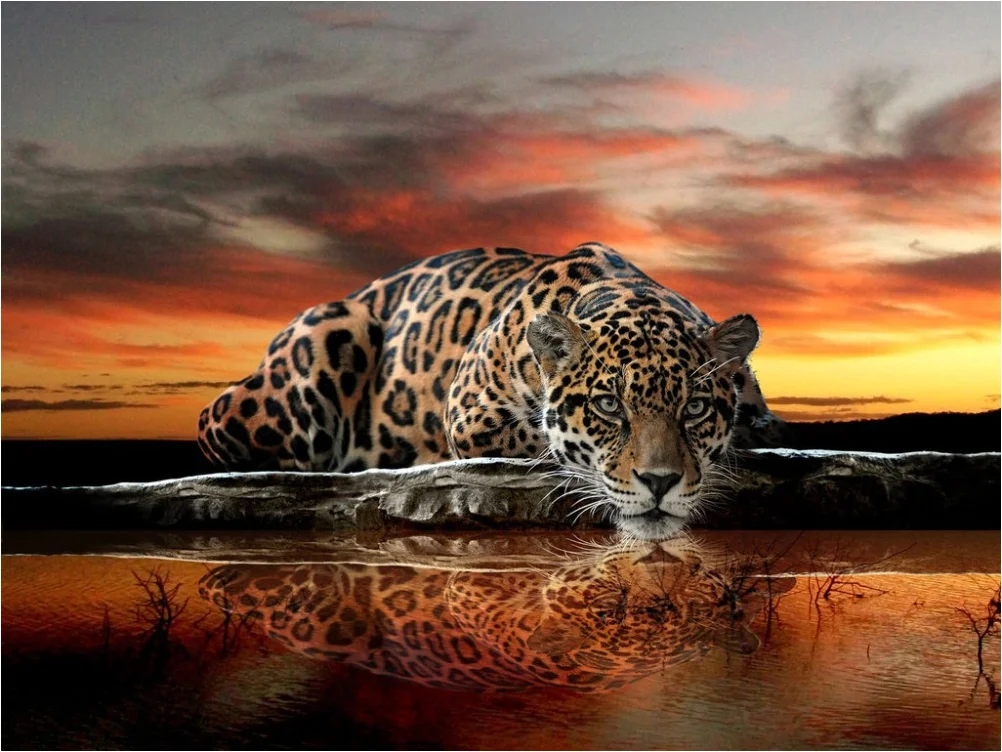 Diy живопись тигр алмазов вышивки крестом кристалл круглые бриллианты вышивка