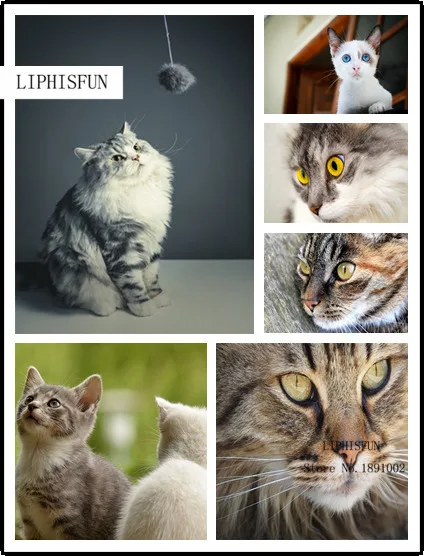 

Diy Diamond Embroidery Animal Cat 5D Diamond Painting Of Cross Stitch Kit For Living Room Needlework Set Embroidery With Diamond