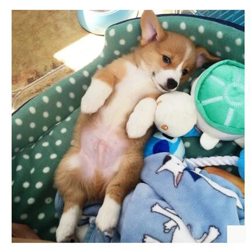 Японский мультфильм коралловый флис теплое одеяло кошка собака 100x80 см терьер