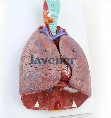 Анатомическая Анатомия человека дыхательная система медицинская модель горла