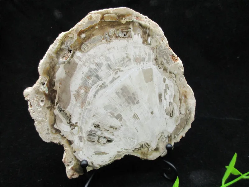 Natural Wood Root Fossil Crystal Stone Rock Healing Gemstone Specimen Mineral Gem For Collection | Дом и сад