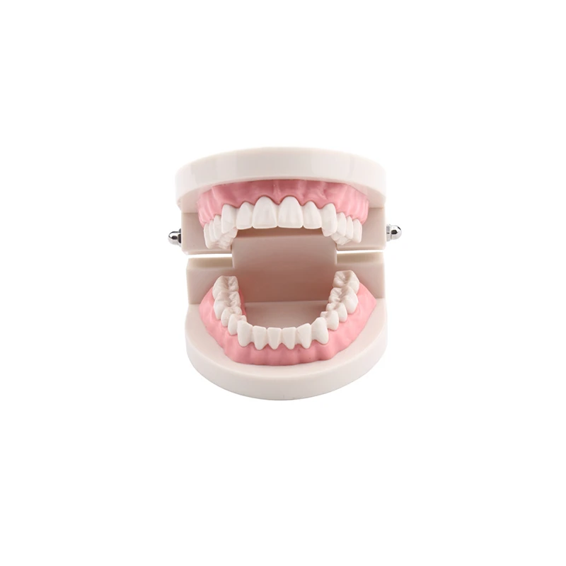 Adult Dental Model Oral Health Care Teeth Lab Equipment Dentist Study Teaching Showing |