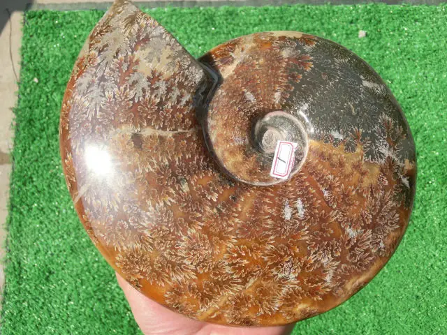 2220 г (4.88 фунта) Jade хризантемы аммонита В виде ракушки Fossil Мадагаскар nra123|shell|shell
