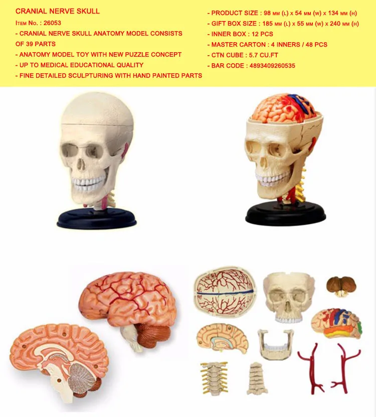 CRANIAL NERVE SKULL 4D модель ткани человеческого тела-сборка скелета мышц и нервов биологическое обучающее оборудование - Цвет: CRANIAL NERVE SKULL