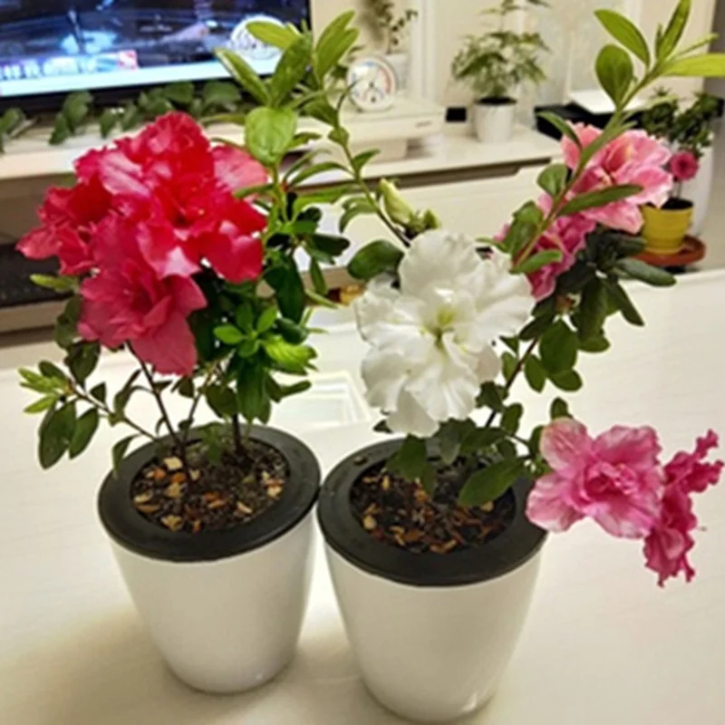 Мини горшки для цветов цветочный горшок сада небьющиеся смоляные детские