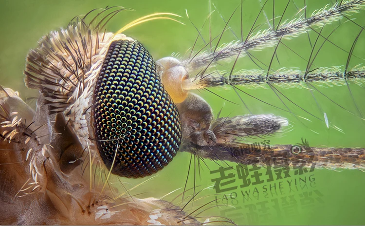 Макросъемка микрометр Регулировочная плата 12 5 мм точность 0 01 мм|macro photography|macro