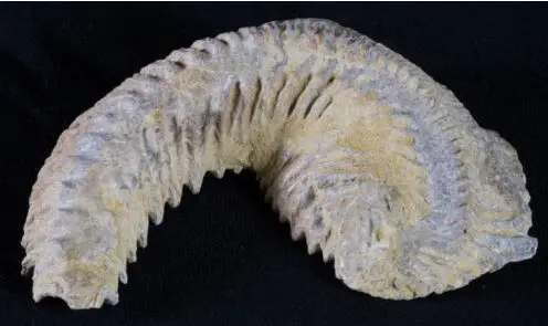Карнината ископаемый устричный Мадагаскар 90 миллионов лет|fossil|fossil fossilscretaceous fossils