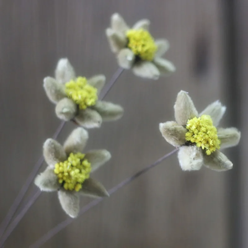 Искусственные цветы Edelweiss натуральные растения ручной работы комбинированные