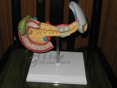 Spleen pancreas duodenum model human viscera model