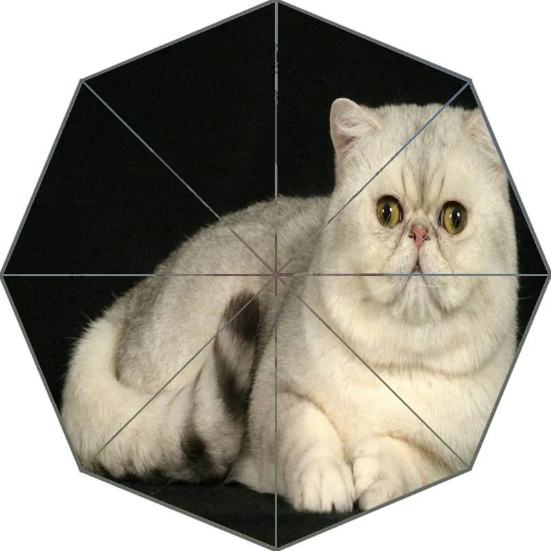 Nice cat экзотическая короткошерстная зонтик пользовательские солнечный и дождливый зонтик Дизайн Портативный Мода Стильный Полезная Зонты хороший подарок