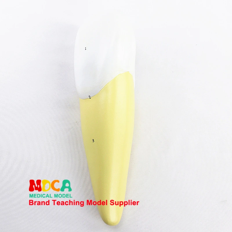 

Human incisor model, dental display, dentistry demonstration medicine teaching model MYC006