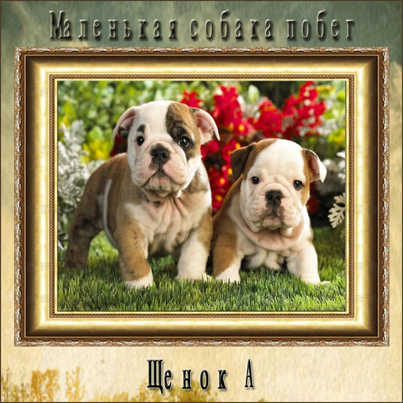 Набор для алмазной вышивки сделай сам | Дом и сад