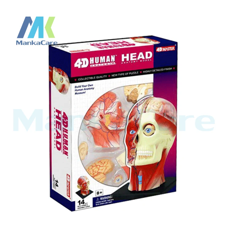 4D Master medical human body skeleton anatomical model HEAD ANATOMY Brain