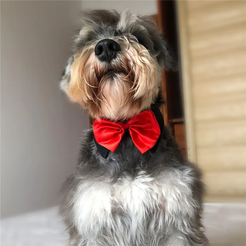 Bigeyedog, мужской, собачий галстук, мальчик, собака, галстук-бабочка, Свадебный костюм, одежда, ошейник, аксессуары для щенков, товары для питомцев, Прямая поставка