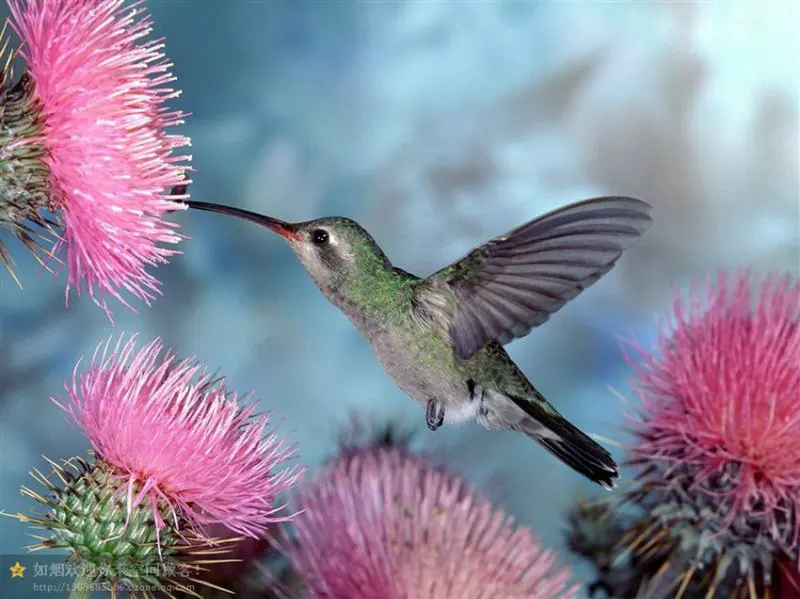 5d DIY diamond embroidery Hummingbird needlework painting cross stitch pasted mosaic fashion home decoration | Дом и сад
