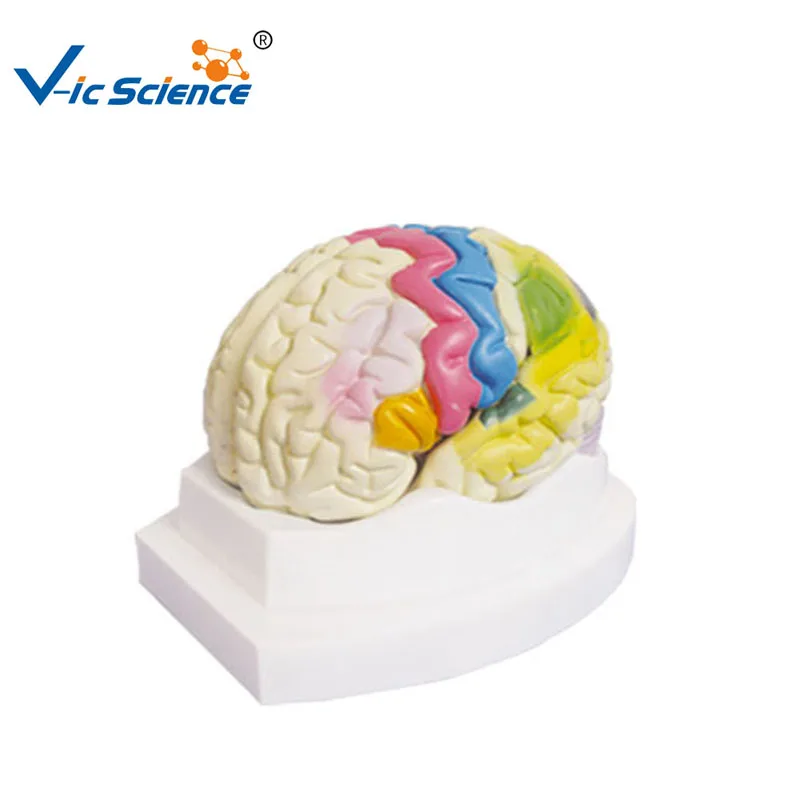 Human Teaching Brain Mantle Function Position Head Brain Anatomy Model