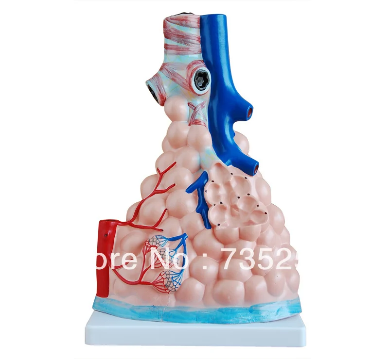 

Модель альвеолярного усиления, увеличенная модель альвеола легких