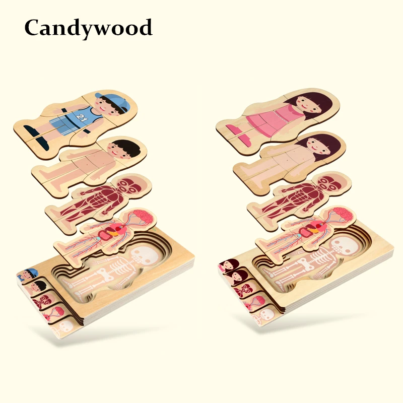 

New Children Educational Toys Wooden Human Body Puzzle Boys Girls Body Structure Wooden Children Puzzles Kids Education Toys