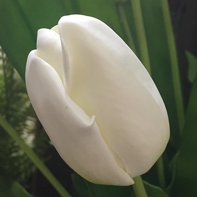 White 6 шт. EVA тюльпан 55 см длина высокое качество искусственный цветок Свадьба Свадебный дом магазин Декоративные искусственные цветы 4 вида цветов - Цвет: White