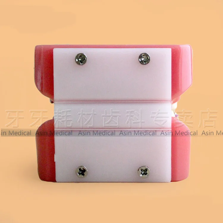 

High Quality New Orthodontic Model Teeth With Half Metal Bracket and Half Ceramic for School Training