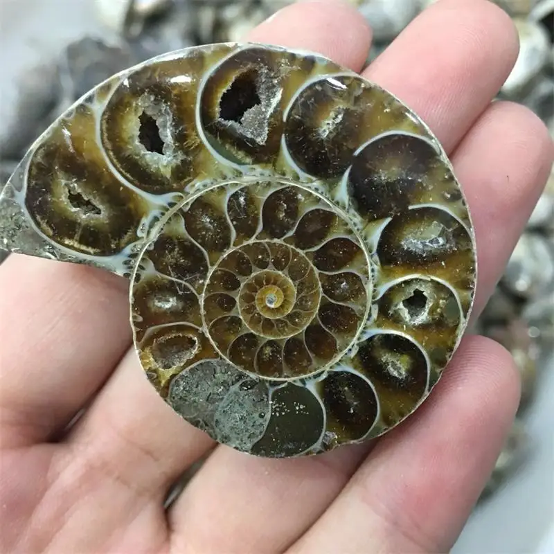 Природные парные окаменелости аммония оптовая продажа раковина окаменелая