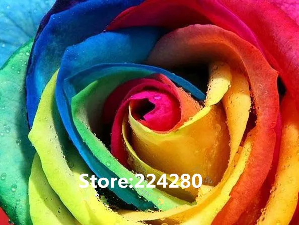 Красочная Роза Радуга рукоделие вышивка DIY наборы для вышивки крестиком