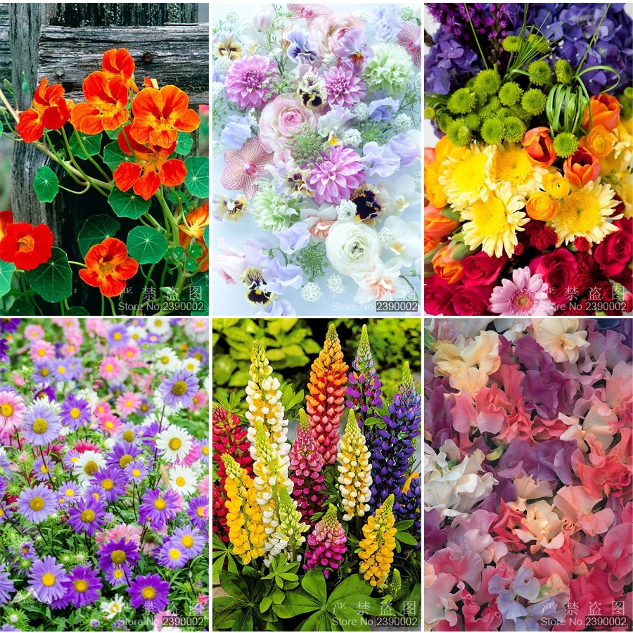 

5D DIY Diamond Painting White Rose &Strawberrie Embroidery Diamond Painting Cross Stitch Rhinestone Mosaic Painting Flower