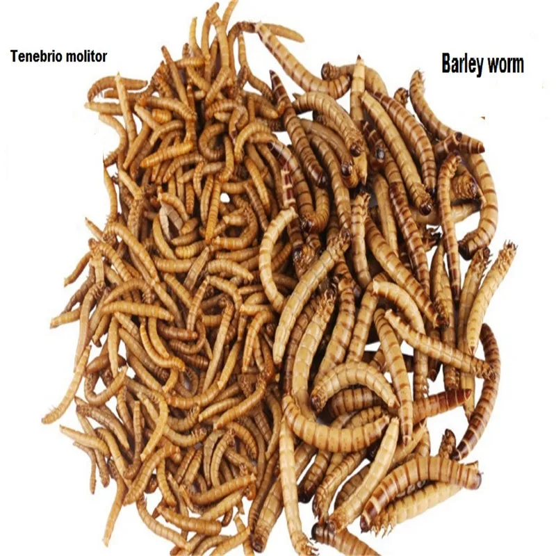 Сушеный аквариум Mealworm пруд рептилии дикая птица еда хомяк семена птиц ящерица