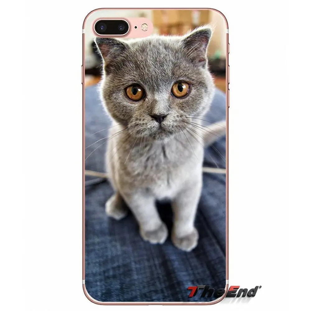 Мягкий чехол для Samsung Galaxy S3 S4 S5 MINI S6 S7 edge S8 Plus Note 2 3 4 5 Grand Core Prime Scottish fold cat Felis catus|case