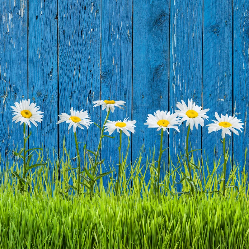 

Custom digital Spring green photobackground natural scenic flower studio backdrops,vinyl wood background backdrop wedding XT5251